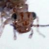 Cerobasis guestfalica